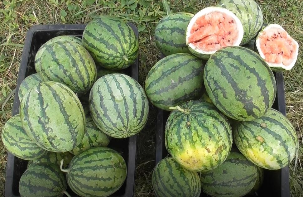 A close up of two large bins full of large watermelons